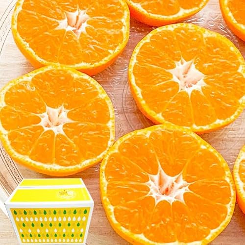 完熟 愛媛 みかん 訳あり 箱買い 5kg 1箱 サイズ混合【出荷日お任せ・指定日不可】 愛媛県産 みかん・家庭用 柑橘 フルーツ 温州みかん