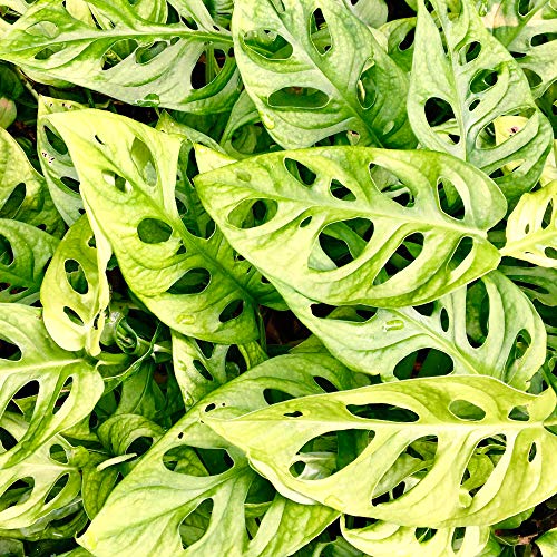 Monstera obliqua en pot 20-30 cm Monstera Monkey Leaf Plante d'intérieur Dépolluante vert