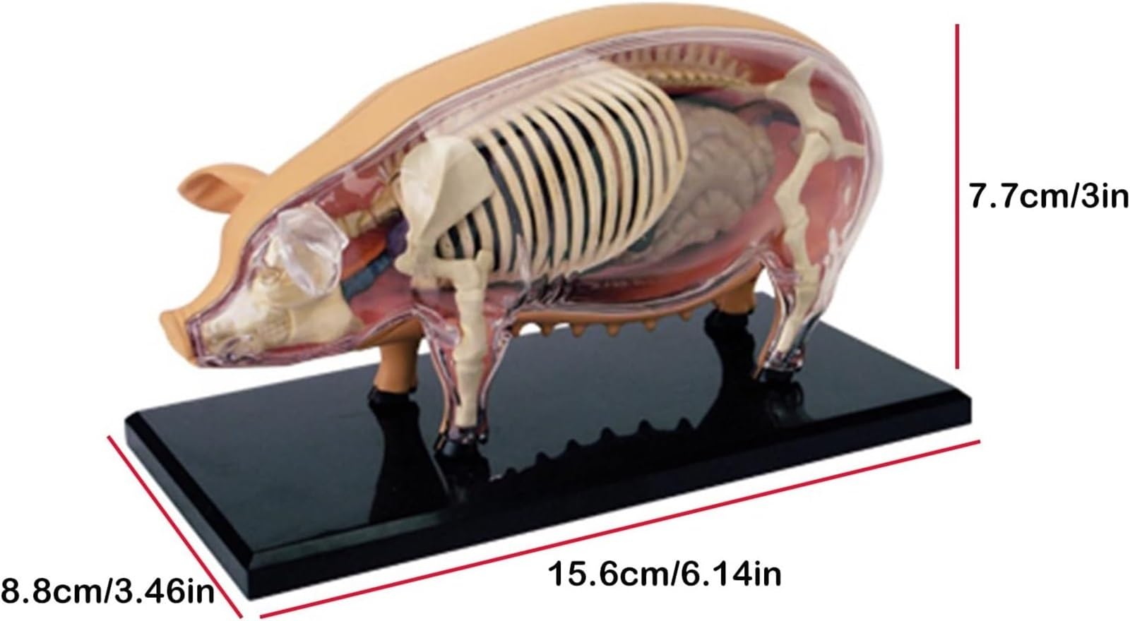 Modelo De Anatomía Y Esqueleto De Cerdo, Modelo Animal Desmontable Con 19 Órganos, Para Formación Veterinaria Y Demostraciones Educativas En Clínicas Y Escuelas
