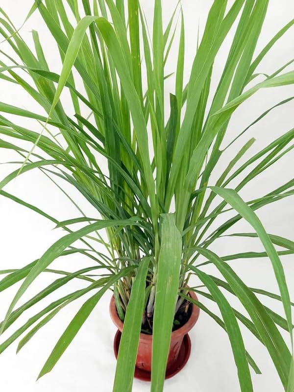 Lemon Grass Plant for Home Garden - Natural Mosquito Repellent-image-45