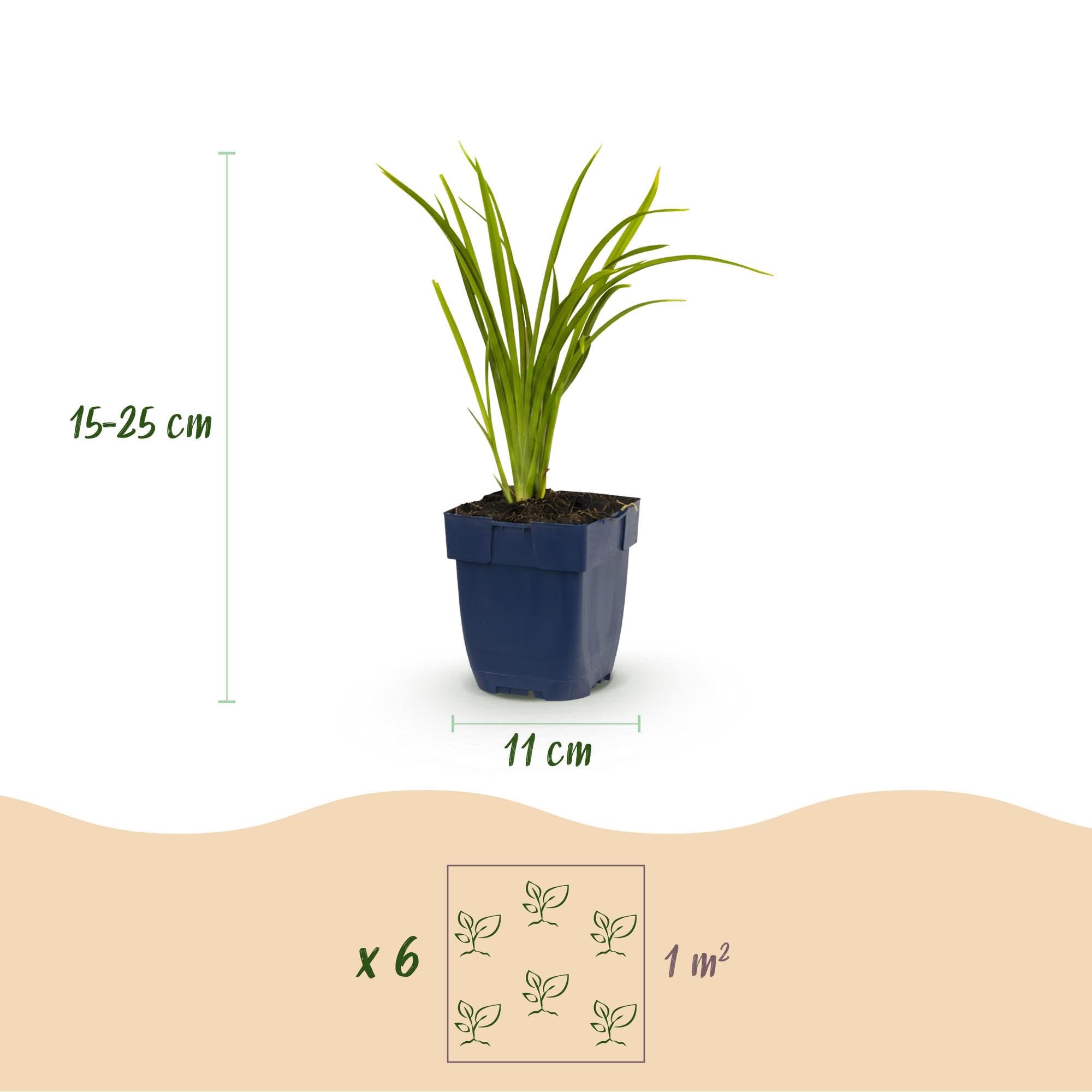 Plantas Hemerocallis Autumn Red, Jardín, Rojo, Pack de 3, Maceta 11cm