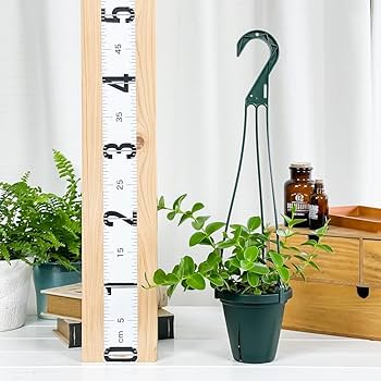 ホヤ hoya ミント 4号 吊り鉢 ホヤ hoya ミントコイン 4号 吊り鉢