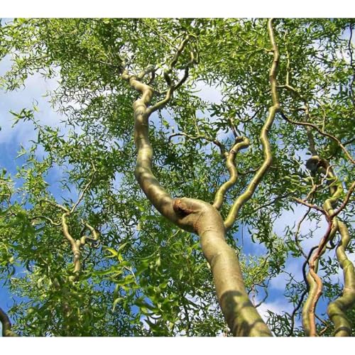 Twisted Willow Tree, 2 Gallon, Potted, Single Plant
