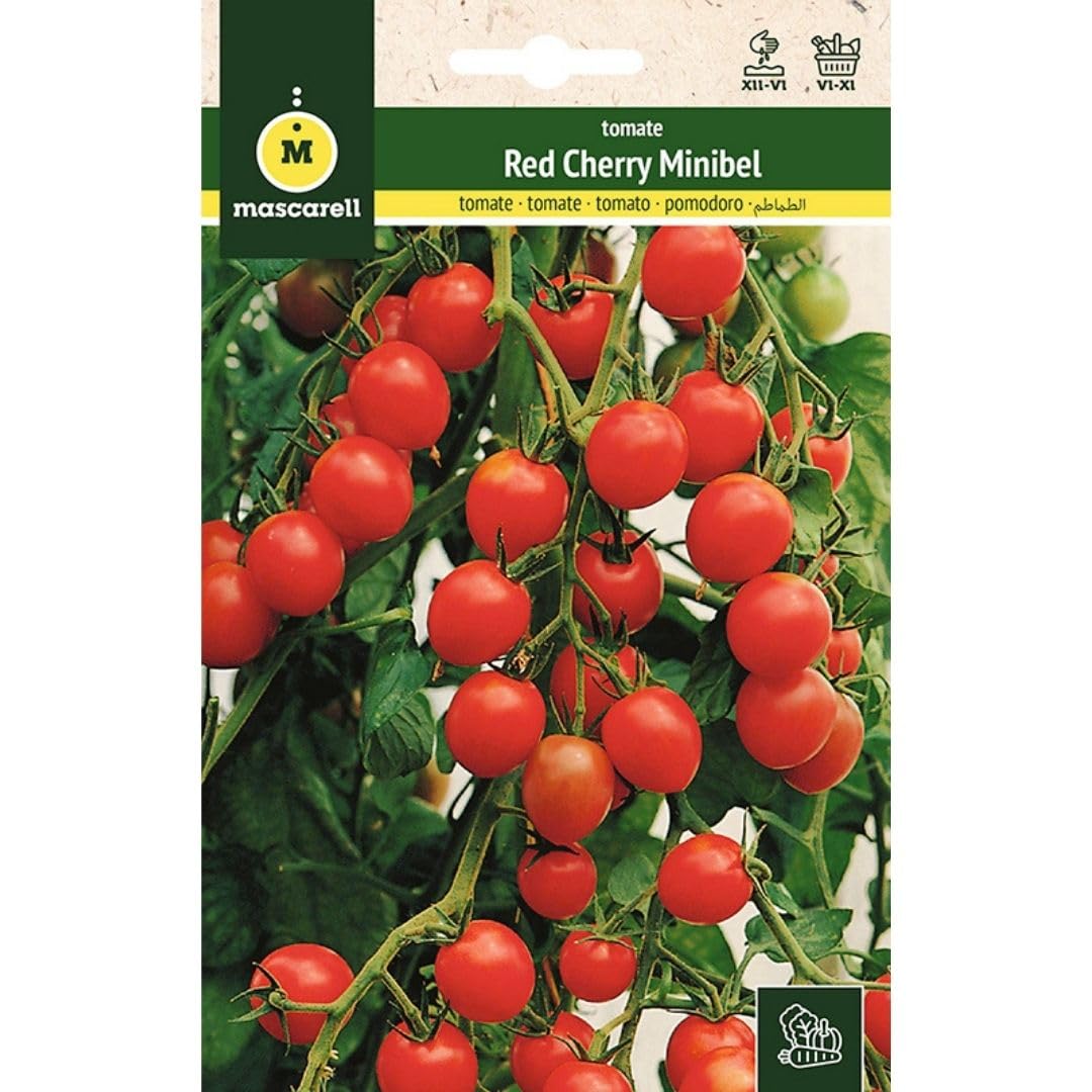 Mascarell Semillas, TOMATE, Semillas Huerto, TOMATE RED CHERRY, Crea tu Propio Huerto Urbano y Cultivo en Casa, Plantas Hortícolas, 1 Gramos