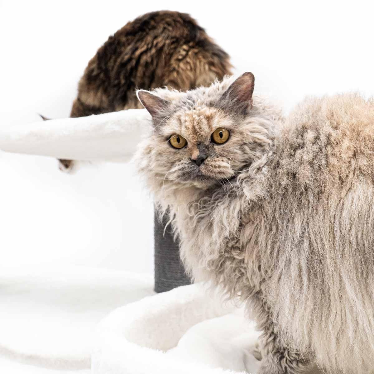 Petrebels Drapak XXL Bengal 199 cm wysokości, wzór Maine Coon drapak dla dużych kotów, kolor biały