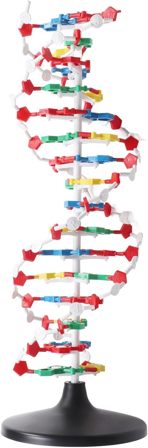 3D DNA Model, Educational DNA Structure Double Molecular DeoxyriboNucleic Model, Biological Science Popularization Teaching for School Lab