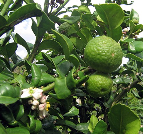 Kaffir Lime Tree - Fruit Bearing Size - 4"X 12" Pot - No Ship Tx,Fl,Az,Ca,La,Hi #TOP2