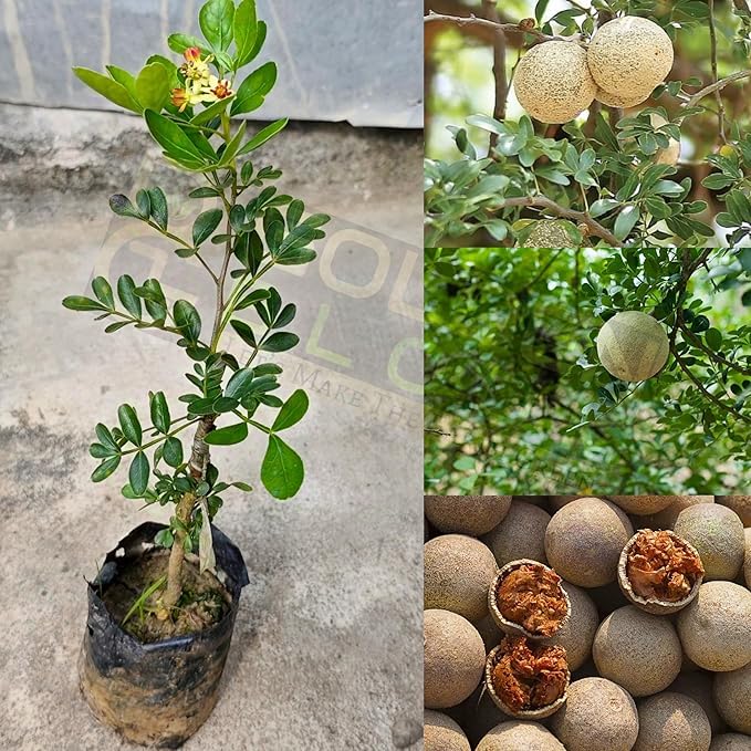 Image of All-Time 12 Months Hybrid GRAFTED Live Fruit Plant Original & Authentic Organic Tree for Outdoor Fast-Growing Fruit Plant Home Gardens Pack Of-1 (Wood-Apple Fruit Plant, Medium)