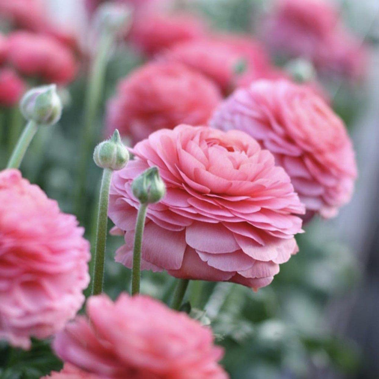 ZABBUS Ranunculus Flower Bulbs Winter Season Hybrid Flower Seeds For Home Gardening & Planting (1 Bulbs) Pink (B0BK43R8LJ) Amazon Price History, Amazon Price Tracker