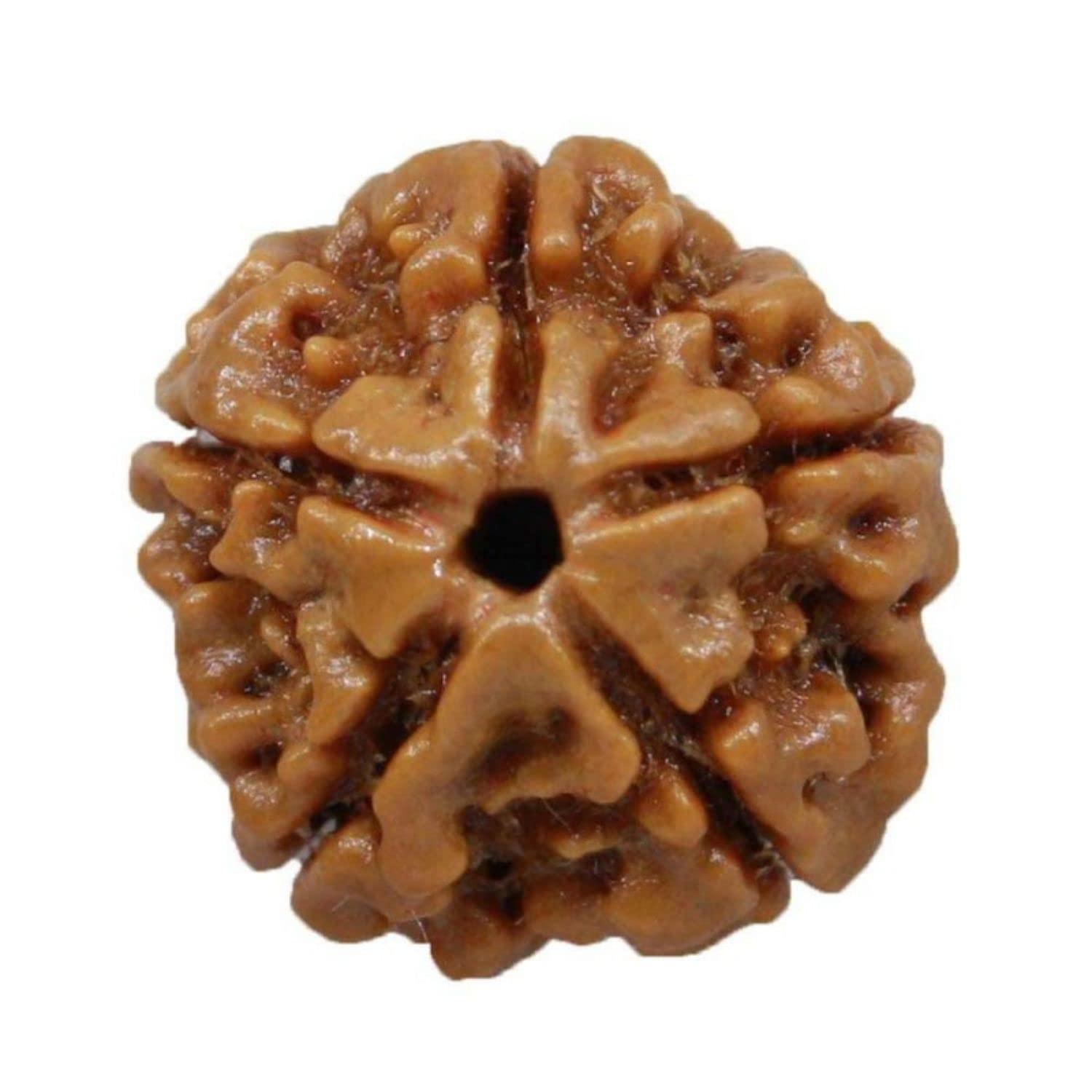 NAISHA Himalayan 5 Mukhi Rudraksha Bead Necklace, 100% Certified & Original Five-Faced Rudraksha Seed for Pooja/Prayer/Meditation