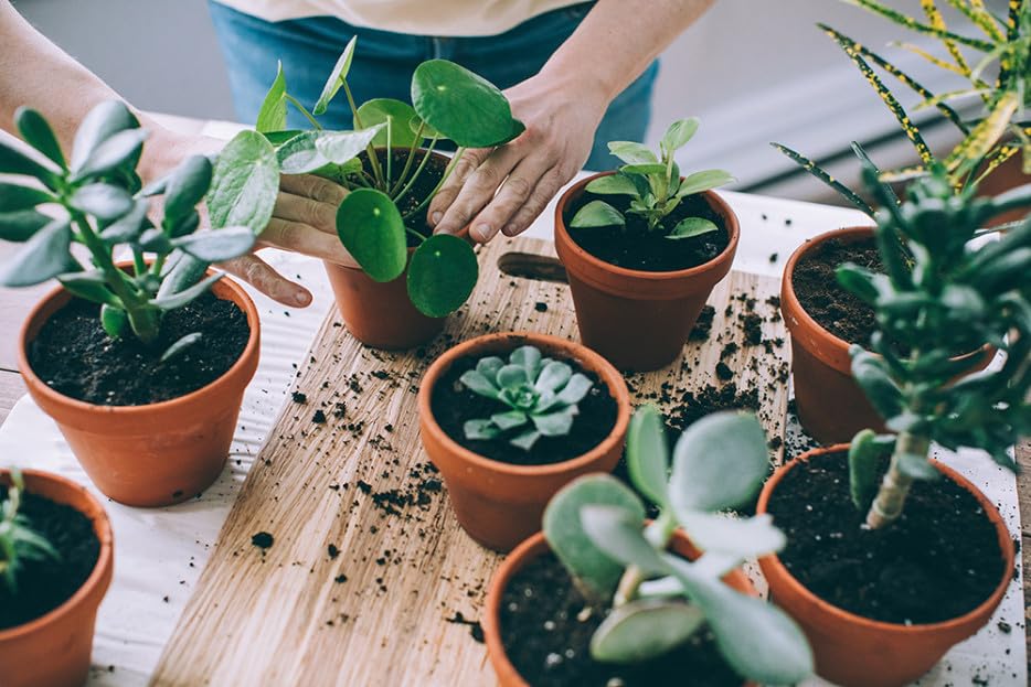 Amazon.com : Organic Black Mulch by Gardenera - Boost Soil Health