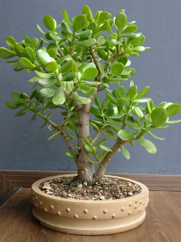 Jade Plant Live Succulent in Ceramic Pot, Green, Low Maintenance Indoor House Plant for Home Office Desk Décor, Good Luck Symbol green plant pack of 1-picture-42