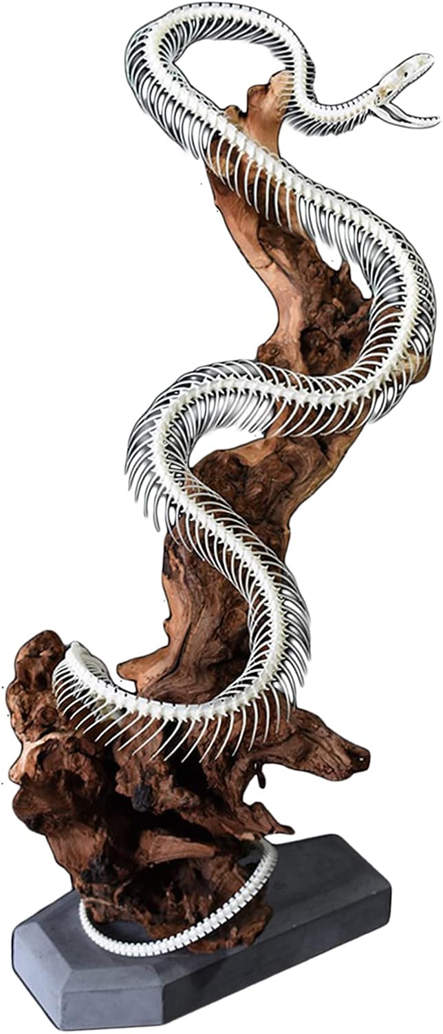 Amazon.com: KH66ZKY Snake Bone Specimen - Real Snake Skeleton Model ...