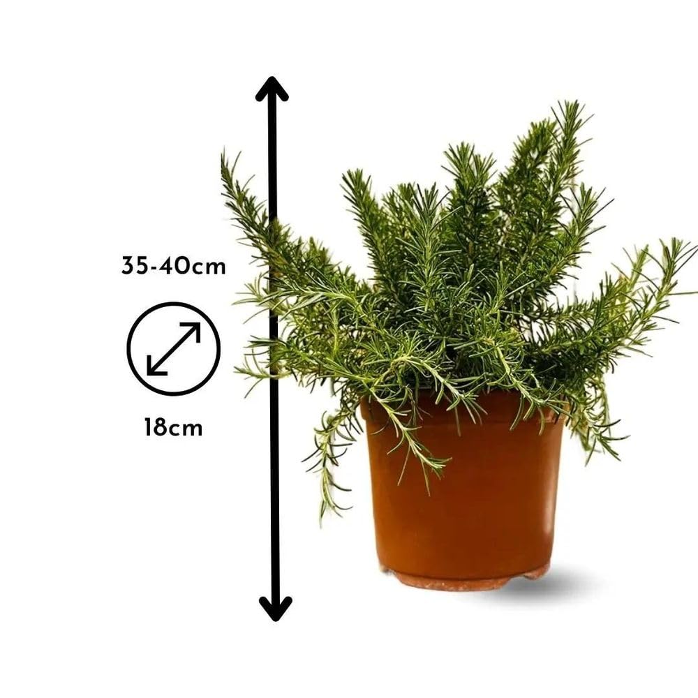 Attitude Jardin - Romarin rampant - aromatique - 35-40 cm - ⌀ 18 cm - véritables herbes fraîches