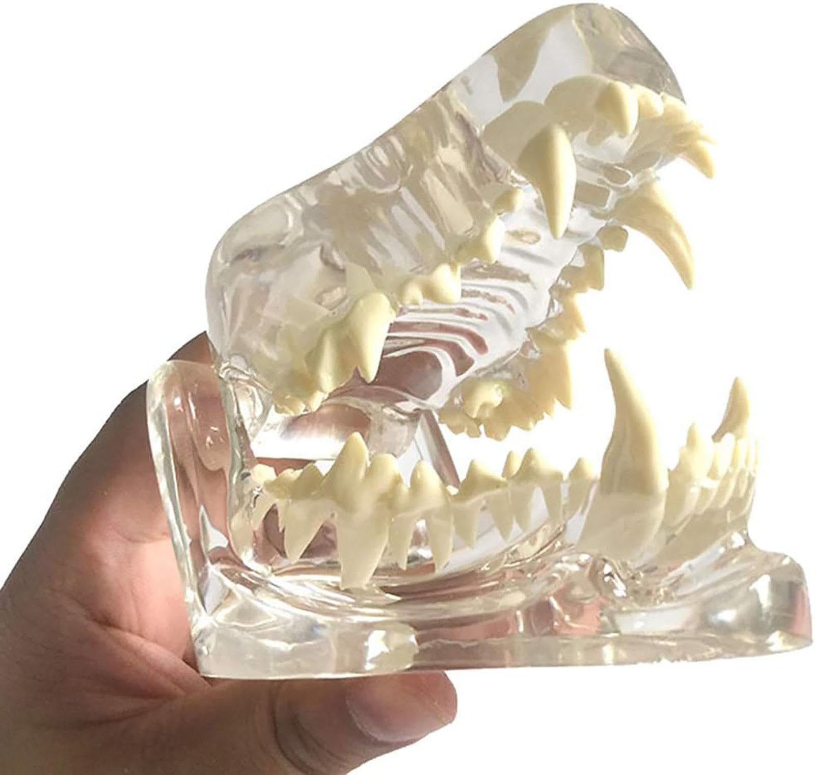 Modelo De Pino Canino Transparente con Dientes, Modelo De Pino para Anatomía Y Patología Felina para Formación Veterinaria, Ideal para Clínicas Dentales.