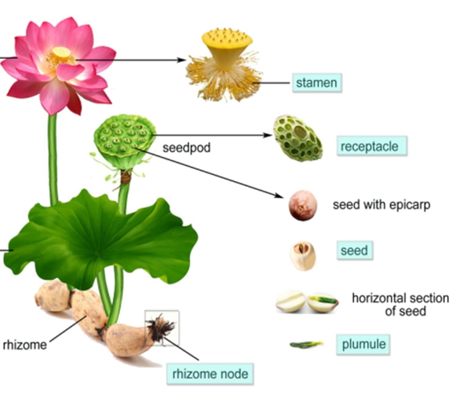 Red Lotus Plant - Blooms in 30 Days! -4