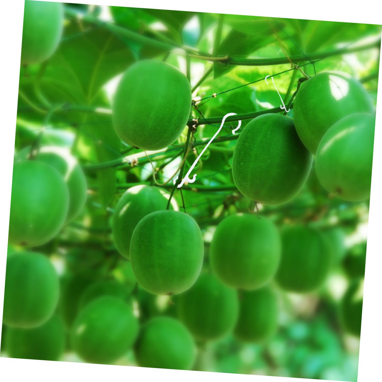 UPKOCH 850 pièces Crochets de Suspension pour Plantes Support de Culture pour Tomates et Légumes Crochets de Maintien Résistants Accessoires de Jardinage pour et Potagers Blanc Environ