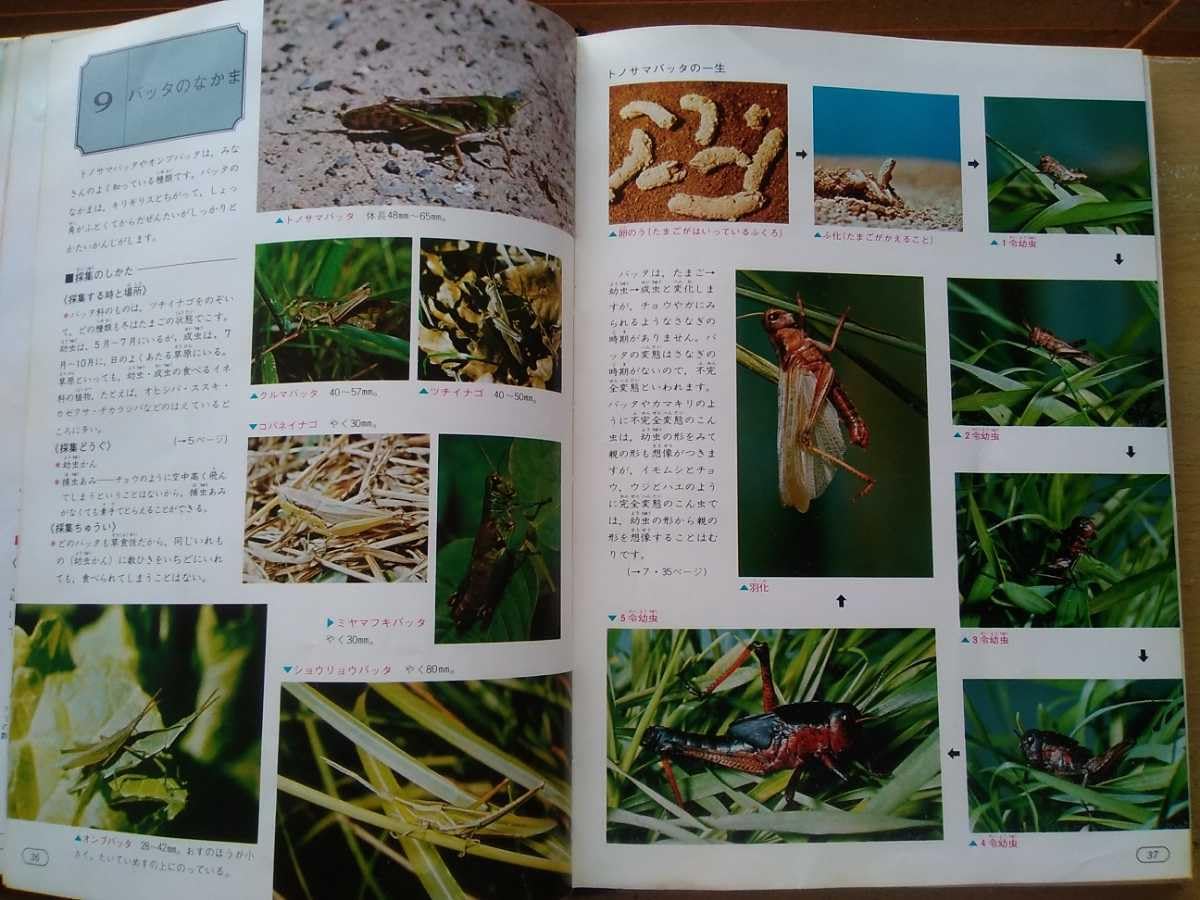 旺文社学習図鑑 生きものの飼い方（7）昭和レトロ図鑑（カバーあり） Amazon.co.jp: 生きものの飼い方 採集 観察 標本/林寿郎(1972年/昭和47