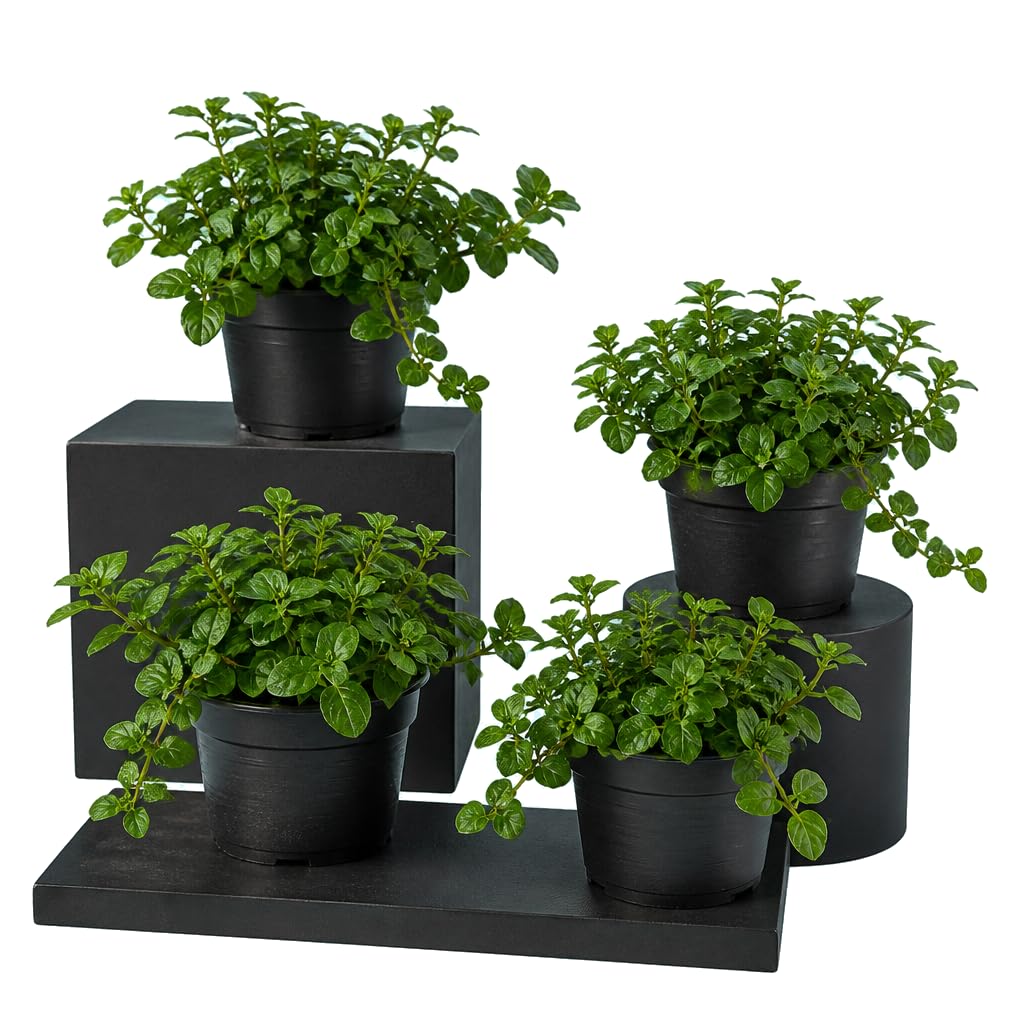 DECOALIVE Mentha Piperita - Pack de 4 Unidades, Menta, 25-30 cm de Altura - Plantas Vivas Aromáticas