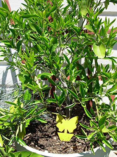 21C 21 Century Solutions Yellow Dual Sticky Fly Traps 10-Pack For Gnat Whiteflies Fungus Gnats Flying Insects - Houseplant Disposable Glue Trappers Save A Garden Butterfly Shape #TOP4