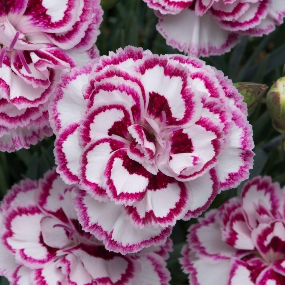 Plant Theory 9cm Pot Dianthus Grans Favourite Pink Perennial