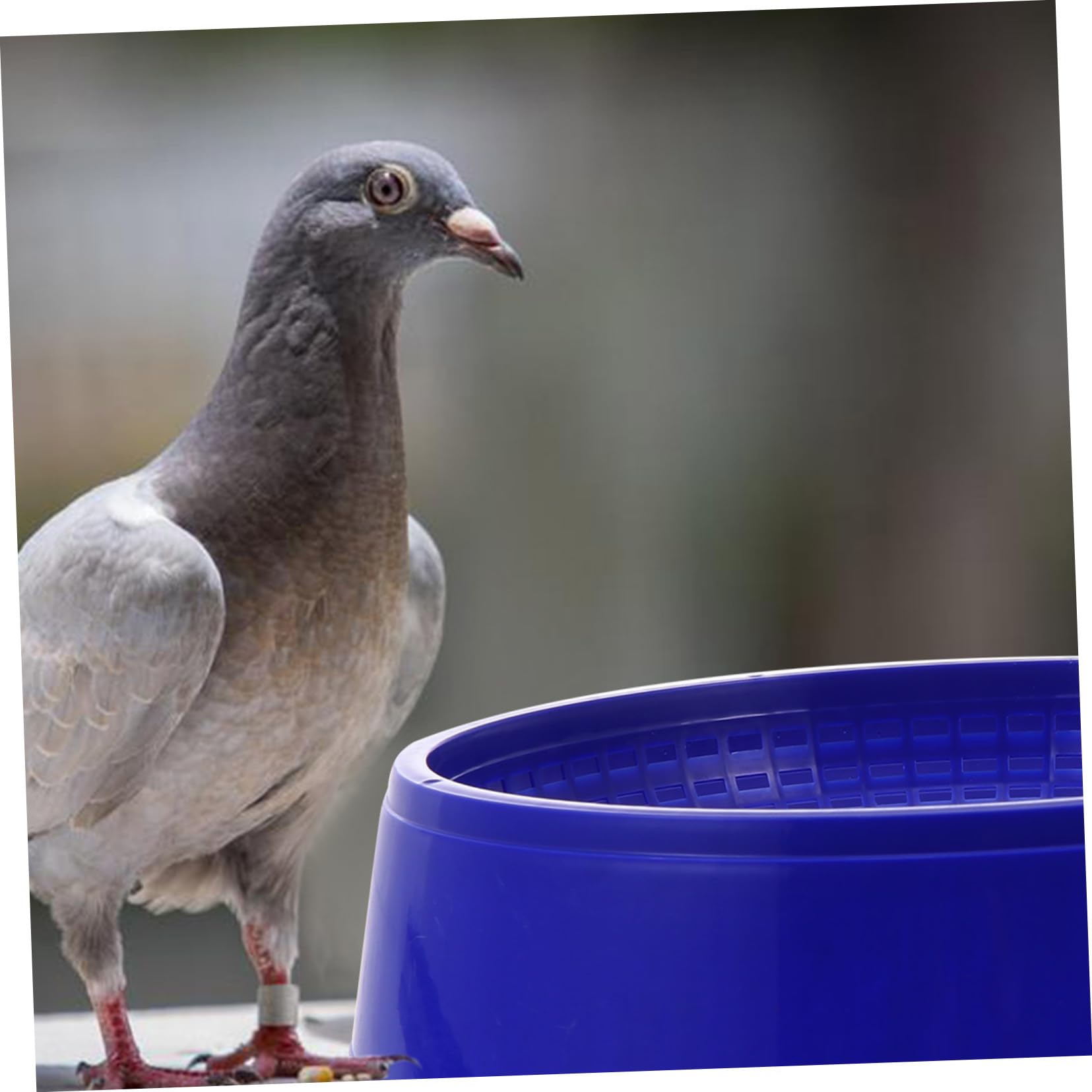 VICASKY 9 Pièces Nid de Pigeon Plastique Bassin pour et Élevage Oiseaux Nid Confortable pour Pigeons et Accessoire pour Animaux de Compagnie