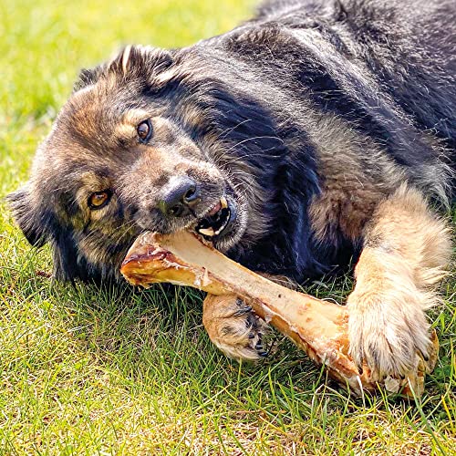 Schecker Hundeknochen - Kalbsunterbein - Rinderknochen - der natürlicher Zahnsteinentferner für Hunde - 3 Stück je ca. 25 cm