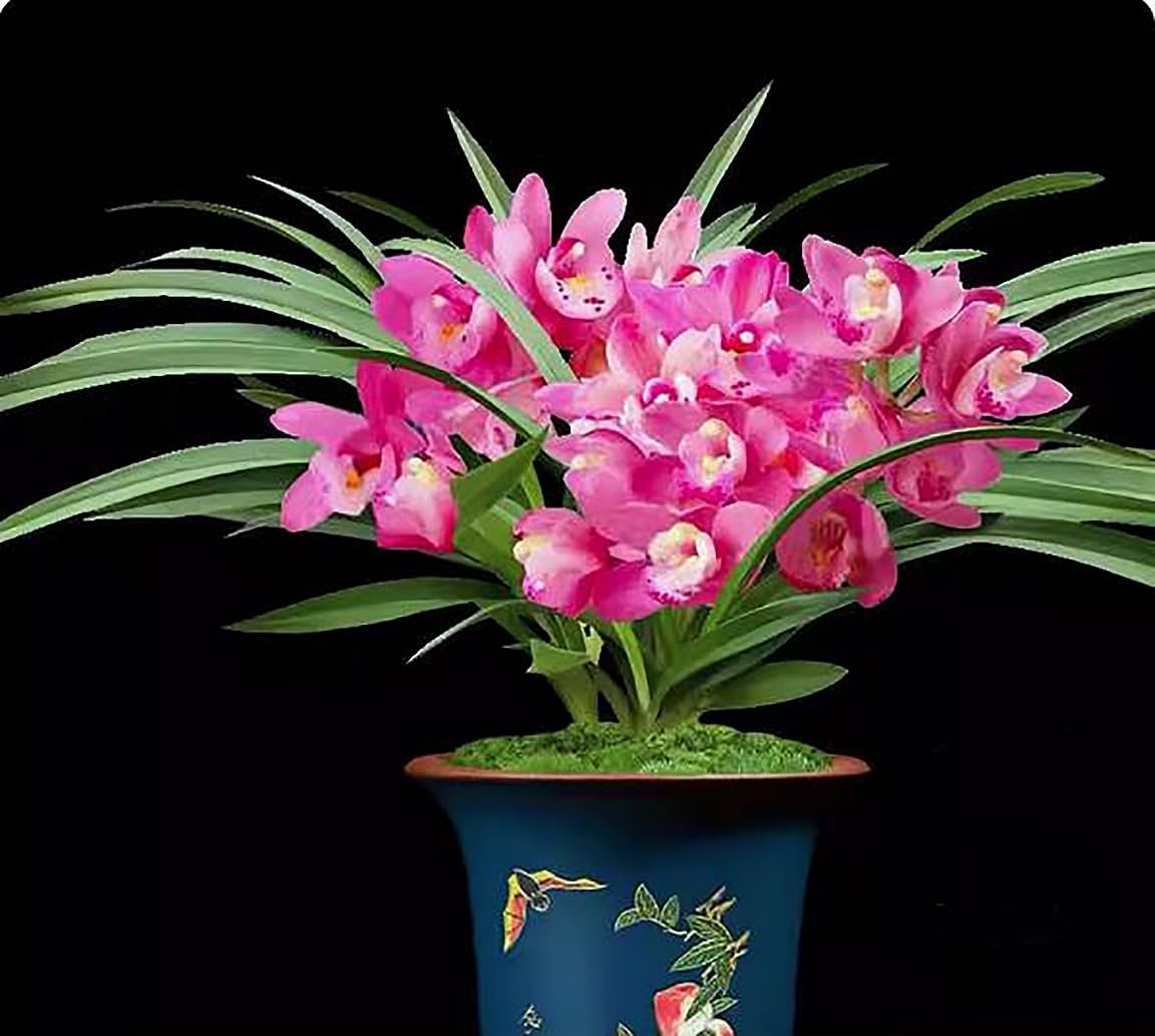 Generic Cymbidium sp. 大花蕙兰 ""红香妃(Red Sweet Perfume)"", Orchid,Bloom Size,4+ pseudobulbs, 2 yr Old,USA Shipping
