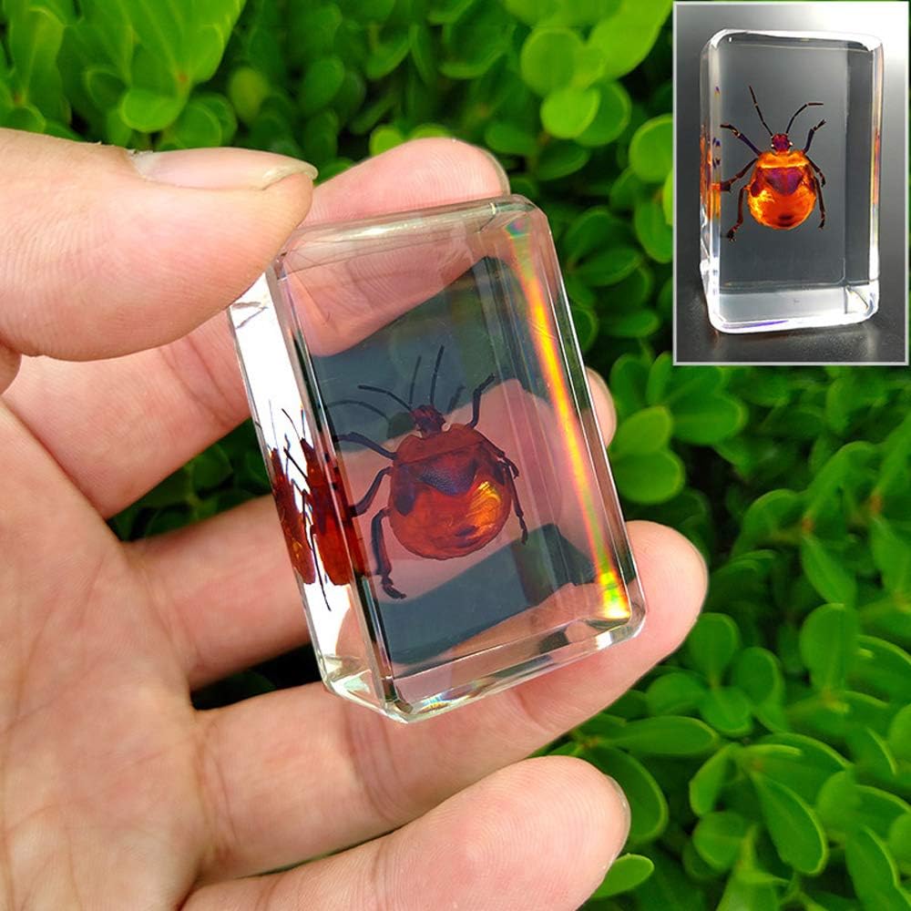 Earnmore Insect Resin，Real Giant Insect Paperweight Taxidermy Specimen ...