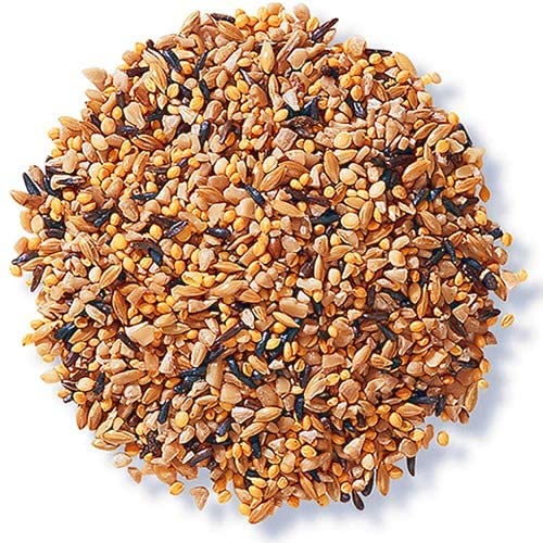 R.S. Birds & Grains | Bird Food for Budgies, Finches, Love Birds, Sparrows, Small Birds - Mix Seed Healthy Nutrition Millet / 1 Kg-image-11