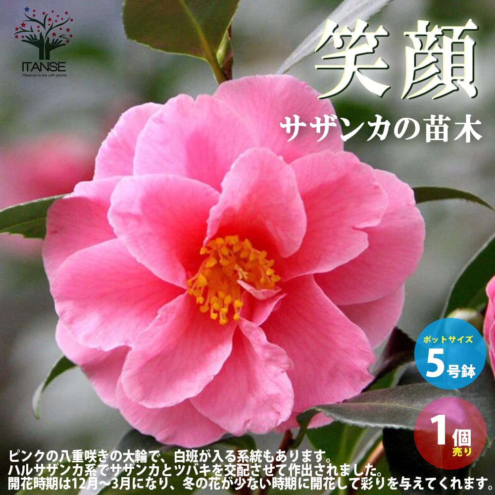 Amazon.co.jp: ITANSE サザンカの苗木 笑顔 5号鉢 1個売り【花木