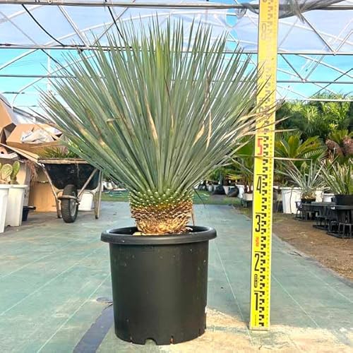 観葉植物 ロストラータ」の人気商品一覧 | 安い商品を通販サイトから