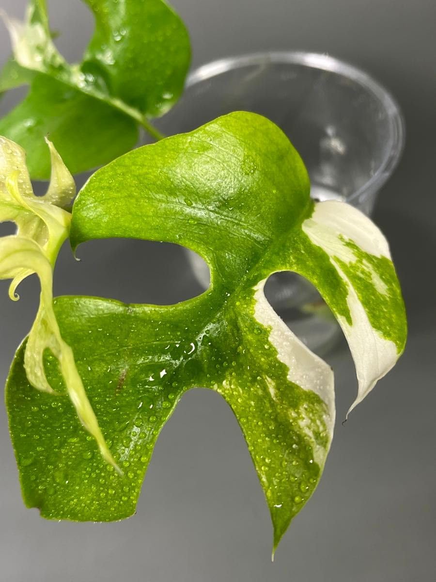 ラフィドフォラ テトラスペルマ パラゴン 斑入 ヒメモンステラ 抜き苗