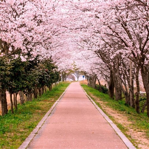 AOFOTO 7x7ft Flower Tree Backdrop Spring Cherry Blossoms Photography Background Girl Kid Boy Adult Lovers Artistic Portrait Park Pathway Nature View
