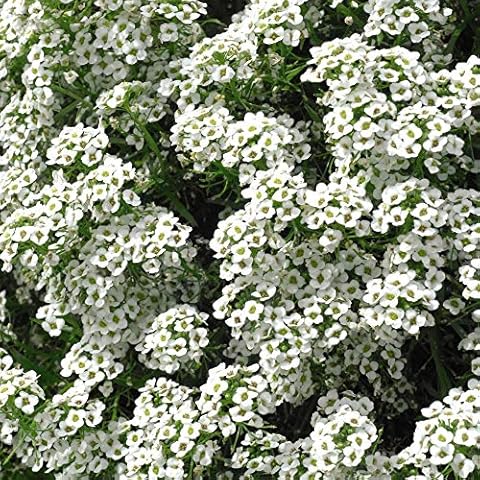 Thompson and Morgan Alyssum Carpet of Snow Cover