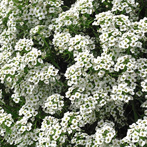 Flower Seed Alyssum Carpet of Snow Hardy Annual Ground Cover Summer Bedding Rockery Alpine Costal Garden Low Growing Wide Spreading - 1 Packet (1000 Seeds) by Thompson and Morgan