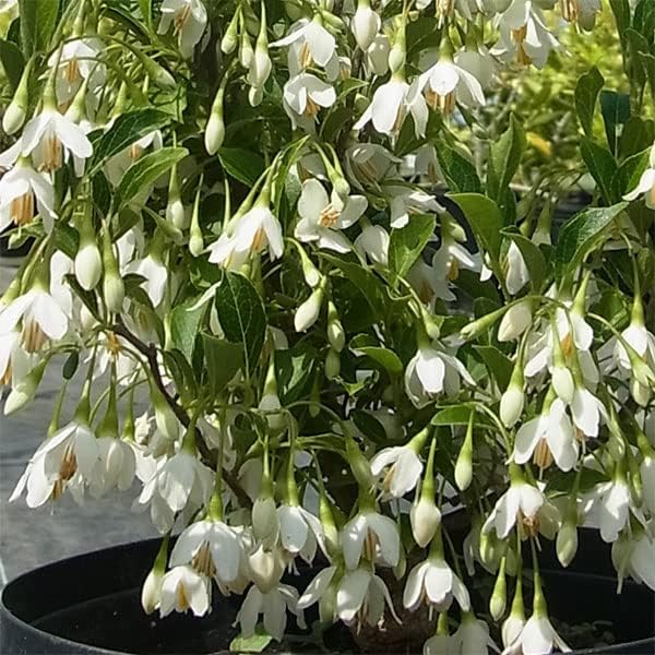 絞り咲きミツバツツジ 富士絞り 株立ち 約1.5m 現品発送 特大苗 植木