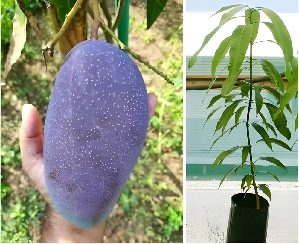 Rare Original Black Stone Mango Plant Live Upto 2feet Height Grafted Mature Plant Suitable for Container Gardening (Pack of 1) 4