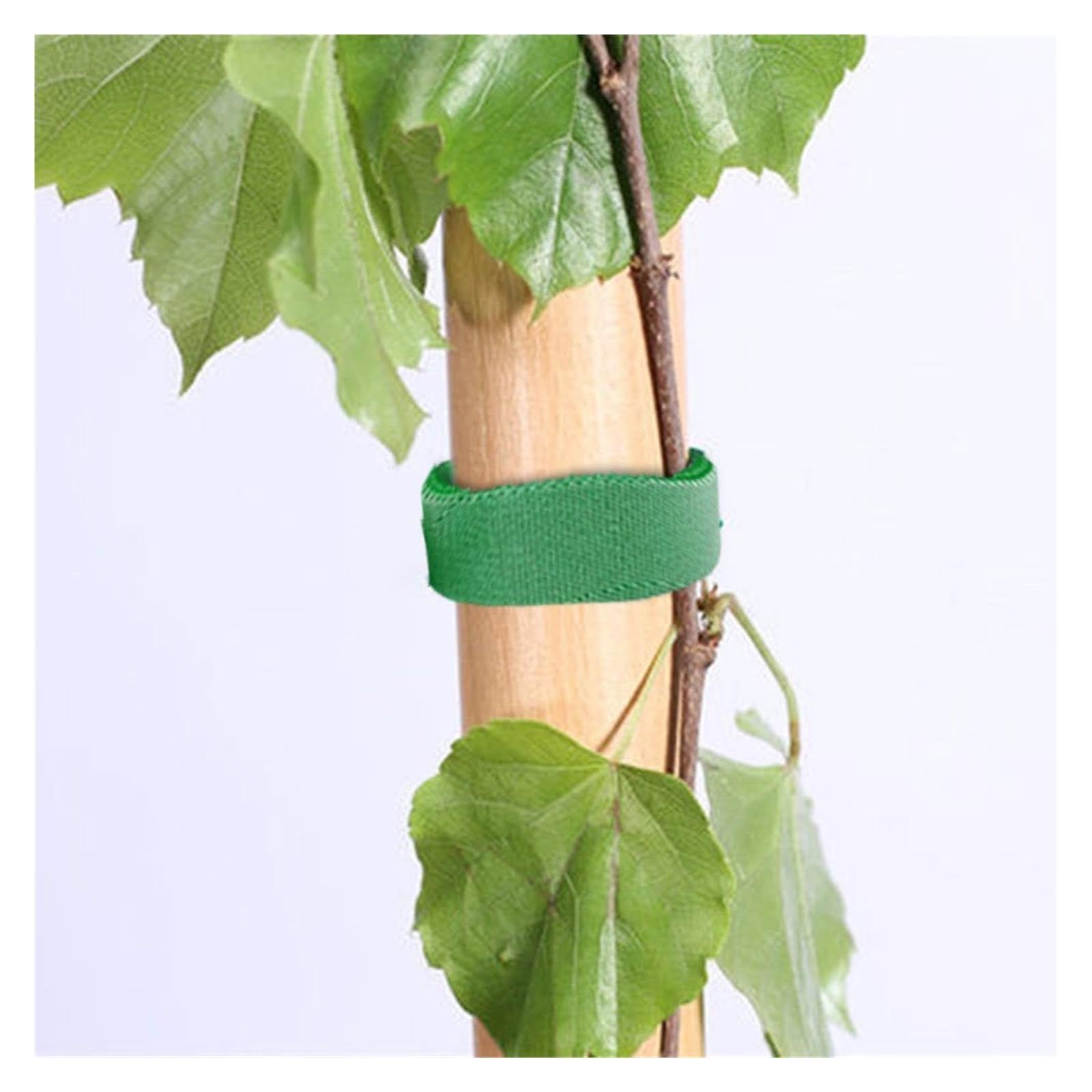 Filo for Legare Da Giardinaggio for Piante Verdi, 2 Pezzi, Autoadesivo