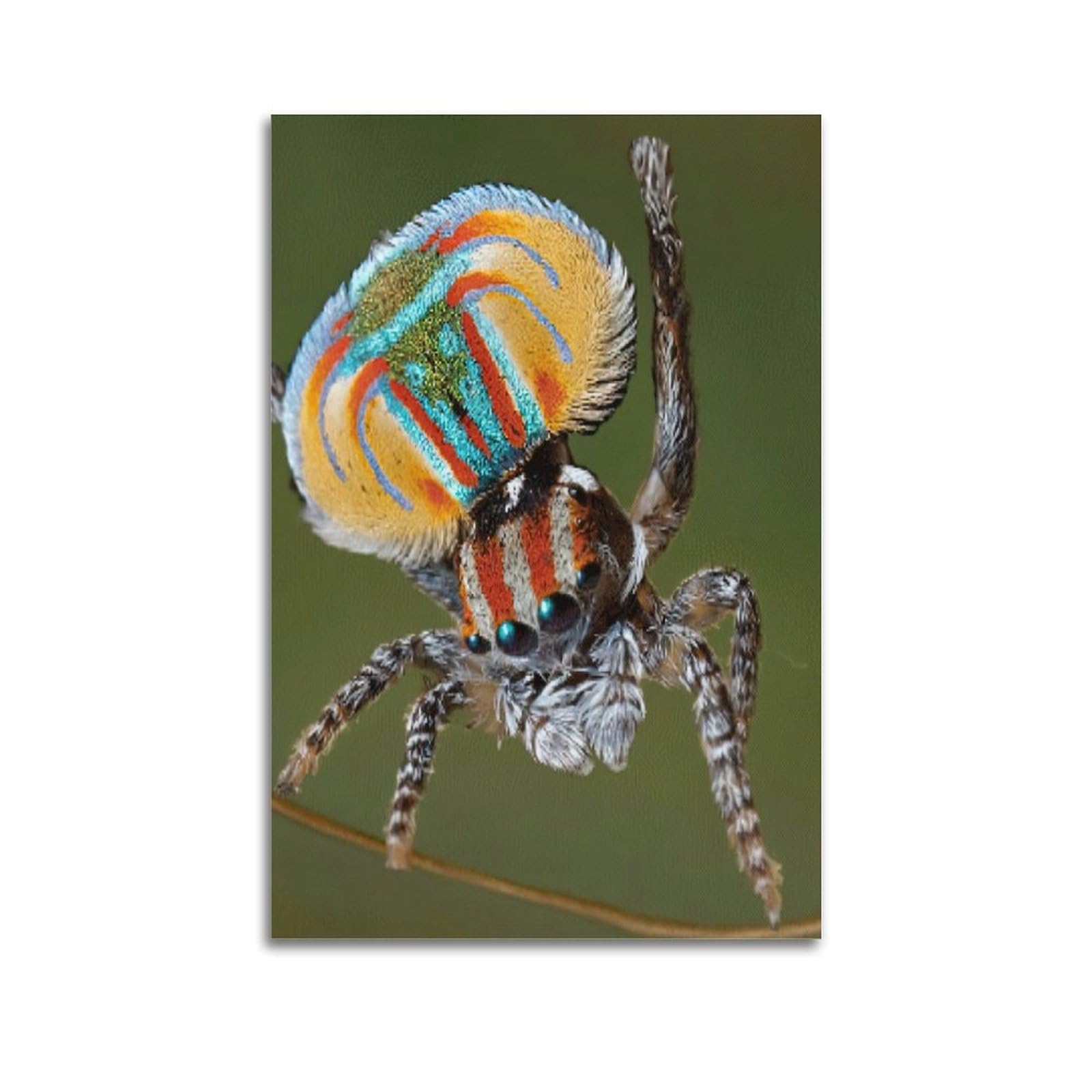 Wsls Unframe-Style Insect Artwork Poster Peacock Spider Decorative Canvas Wall & Art Poster Painting 24X36inch(60X90cm)