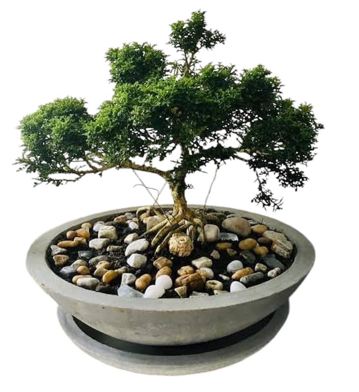 Bonsai banyan tree live plant big,7 Years old Bonsai Pack of 2 Without pot-image-40