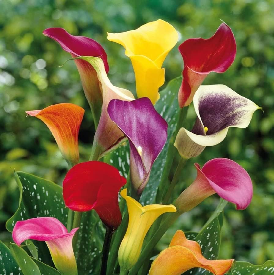 Calla Lily Mix Bulbs - Perennial Lily, Versatile & Long-Lasting Addition to Garden | Calla Lily Mixture Bulbs for Planting - Easy to Grow (6 Pack)