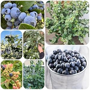 Generic Winterharte Heidelbeeren Pflanzen Samen 150pcs