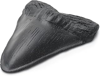 Megalodon Shark Tooth Fossil Giant Shark Tooth Megalodon Tooth Replica (Black)