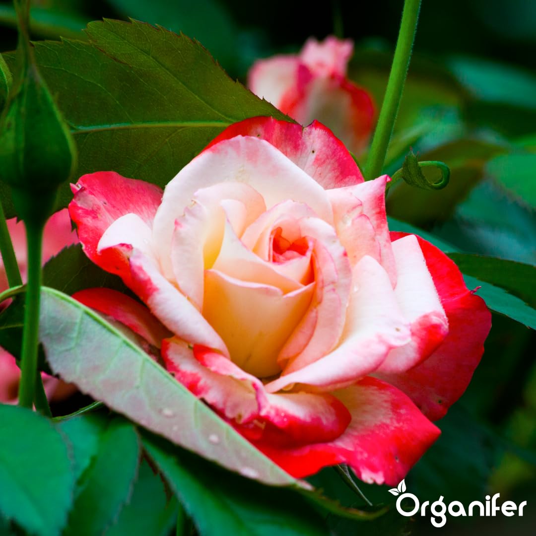 Fertilizzante Liquido Per Rose 10L – Concime Organico Per Fioritura Abbondante E Fogliame Sano – Rafforza Radici E Vitalità – Organifer