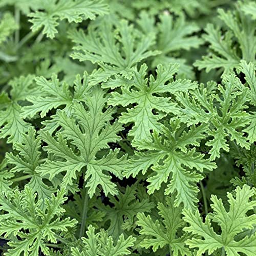 1500 Citronella Plant Seeds Citronella Plant Seeds Home Heirloom Garden Perennial Plant Seeds for...
