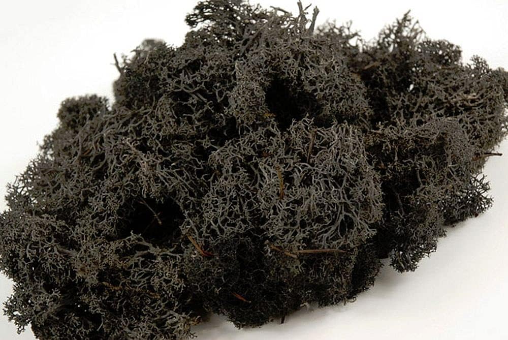 Reindeer Moss - Preserved for Air Plant Decor, Tillandsia Craft, Flower Arranging, House Airplant (Black)