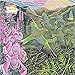 Adult Jigsaw Puzzle Annie Soudain - Foxgloves and Finches: 1000-piece Jigsaw Puzzles