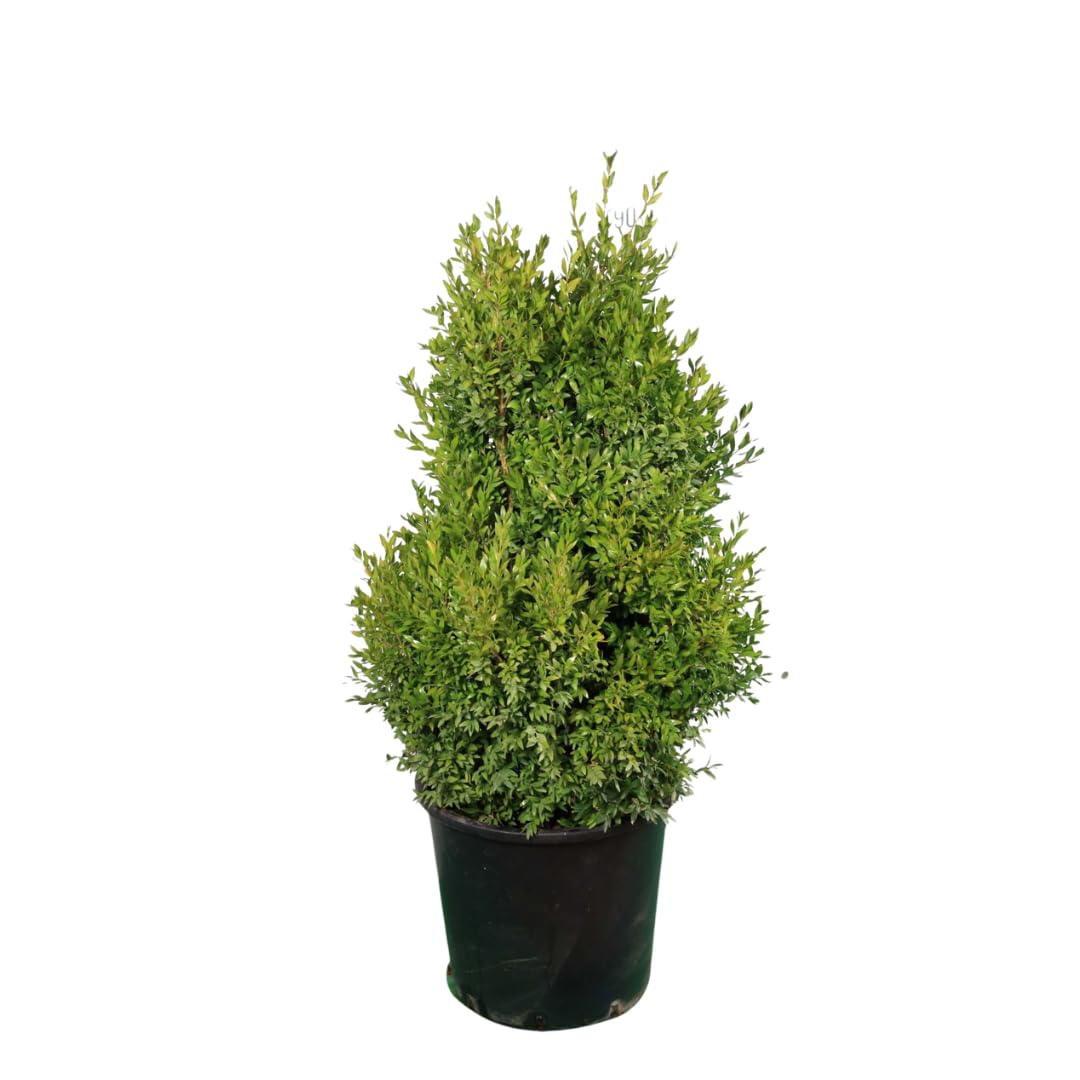 Buxus Bosso Sempreverde, 50 Piante, Vaso 14cm | Arbusto a crescita lenta, Ideale per siepi e bordure, Ideale per topiaria, Foglie piccole verde brillante, Foglie aromatiche
