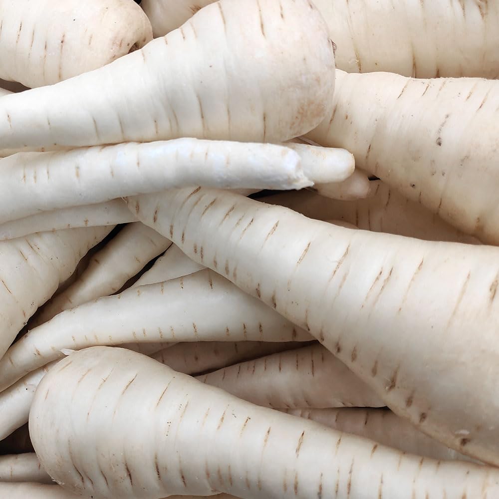Parsnip Palace F1 Seeds – Exhibition Quality, Diseases Resistant – RHS Award of Garden Merit – for Your Beautiful Kitchen Garden